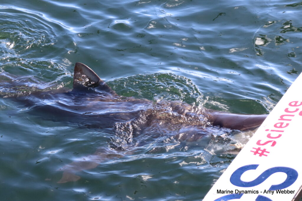 Shark cage diving, Gansbaai, South Africa