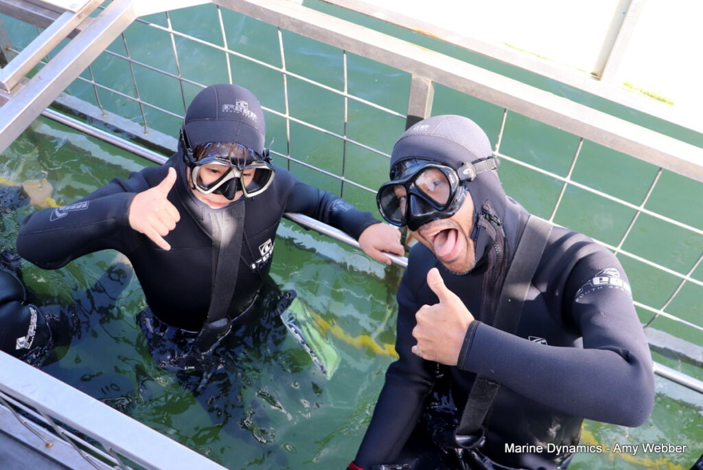 Shark cage diving, Gansbaai, South Africa