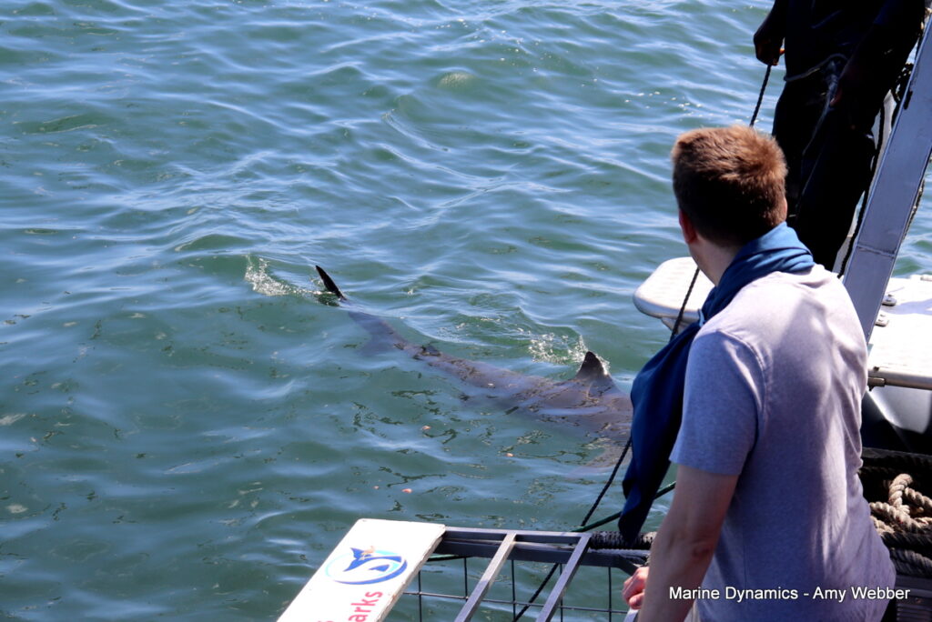 Shark cage diving, Gansbaai, South Africa
