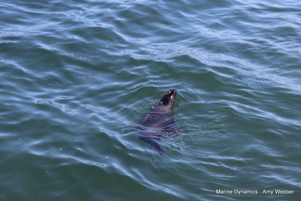 Shark cage diving, Gansbaai, South Africa