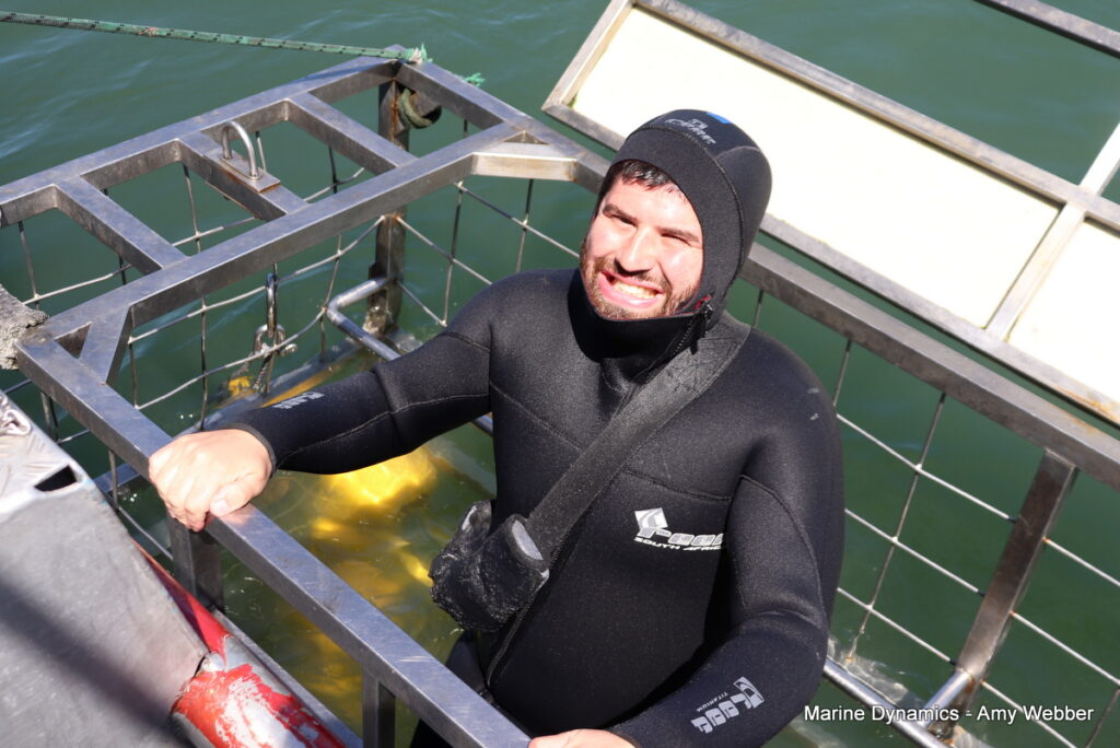 Shark cage diving, Gansbaai, South Africa