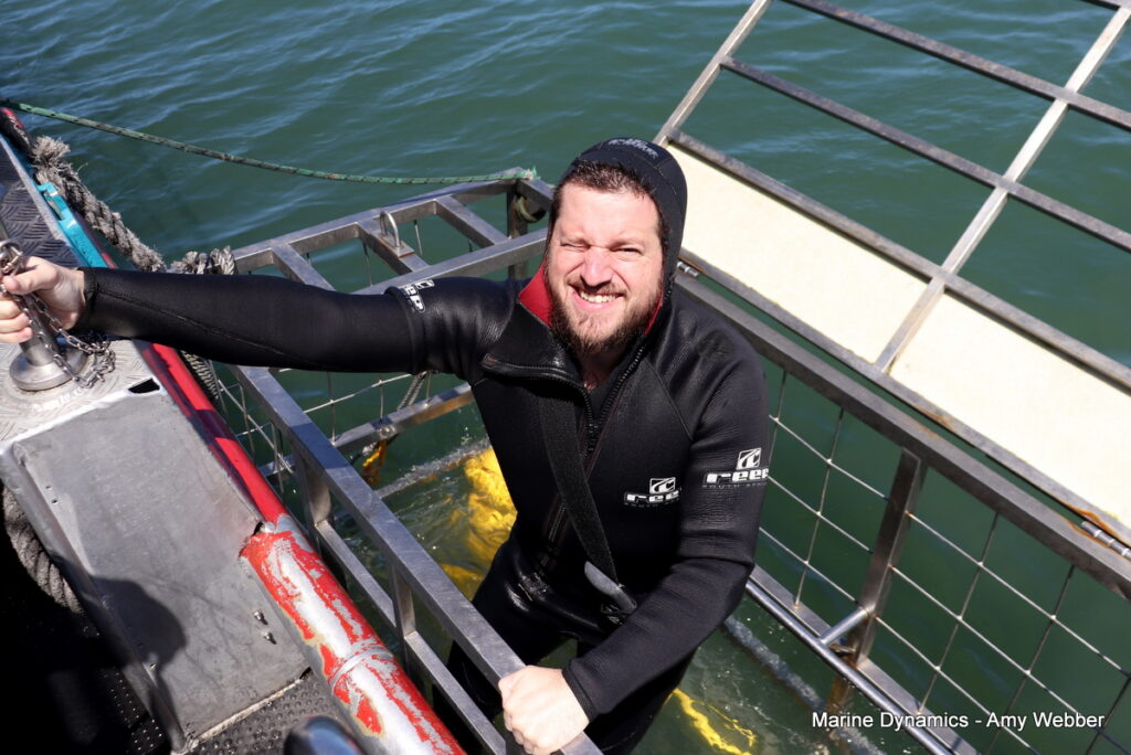 Shark cage diving, Gansbaai, South Africa