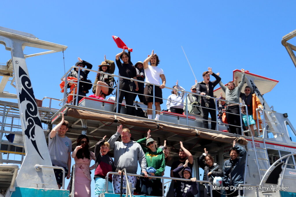 Shark cage diving, Gansbaai, South Africa