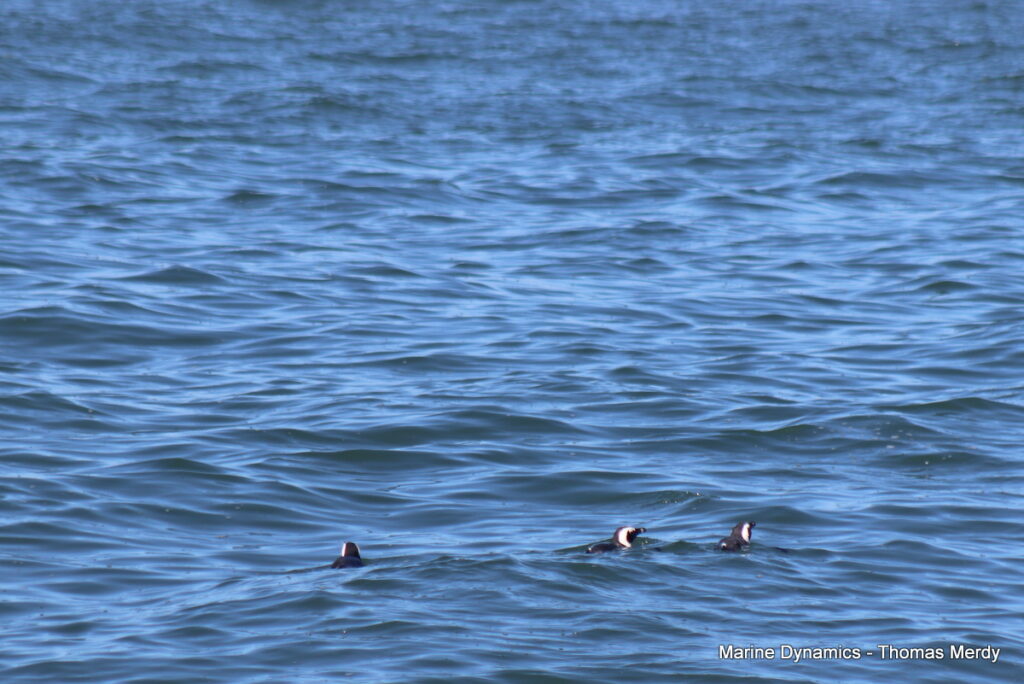 Shark cage diving, South Africa, Gansbaai, African Penguin