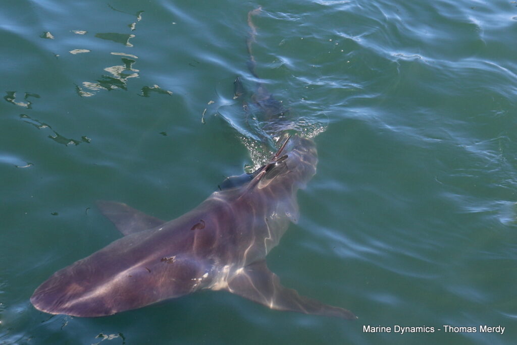 Shark cage diving, South Africa, Gansbaai,