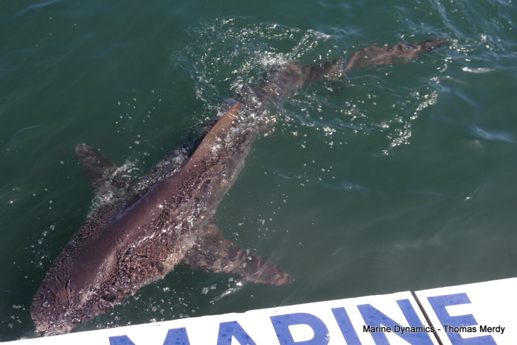 Shark cage diving, South Africa, Gansbaai,