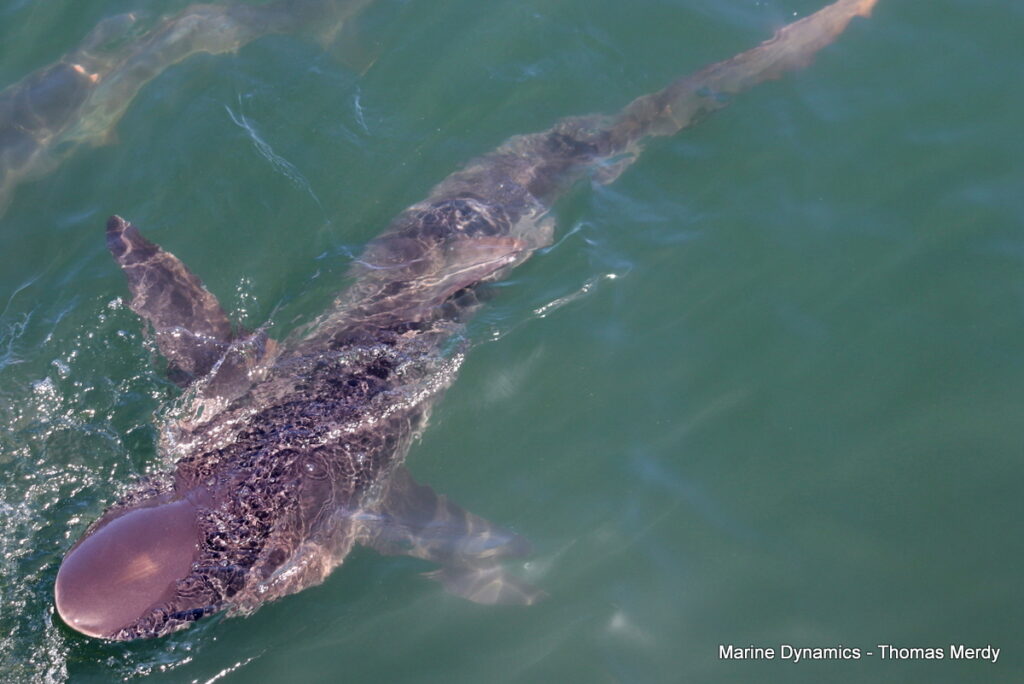Shark cage diving, South Africa, Gansbaai,