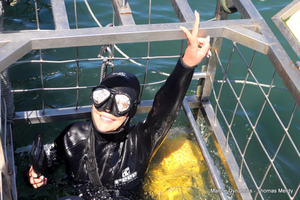 Shark cage diving, South Africa, Gansbaai,