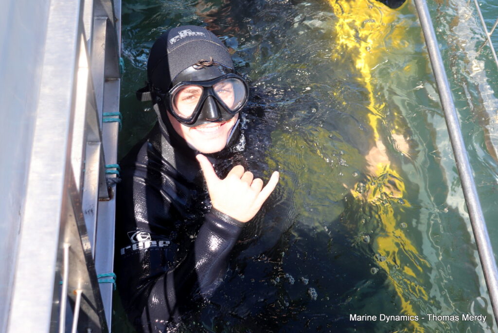 Shark cage diving, South Africa, Gansbaai,