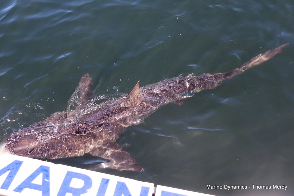 Shark cage diving, South Africa, Gansbaai,