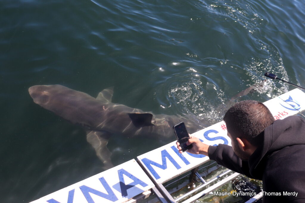 Shark cage diving, South Africa, Gansbaai,