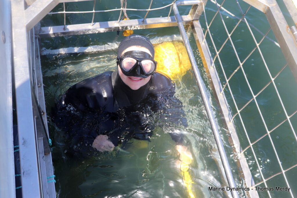 Shark cage diving, South Africa, Gansbaai,