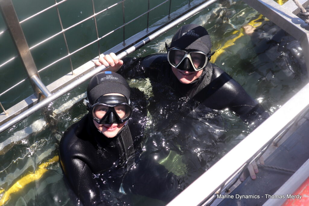 Shark cage diving, South Africa, Gansbaai,