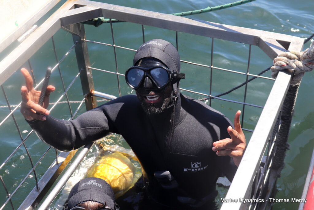 Shark cage diving, South Africa, Gansbaai,