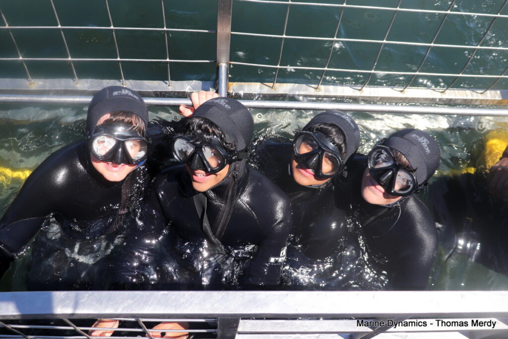 Shark cage diving, South Africa, Gansbaai,