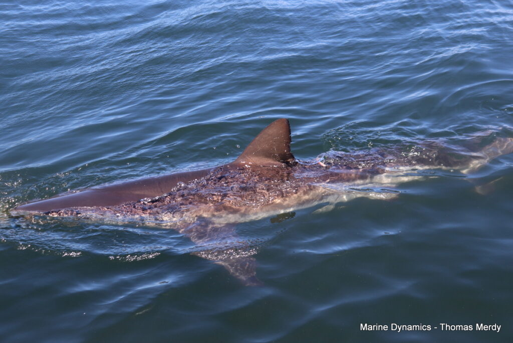 Shark cage diving, South Africa, Gansbaai,
