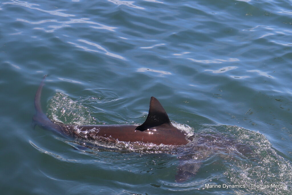 Shark cage diving, South Africa, Gansbaai,