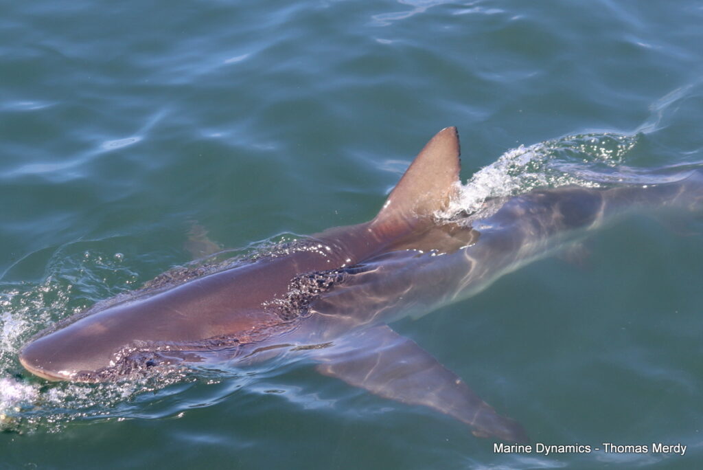Shark cage diving, South Africa, Gansbaai,