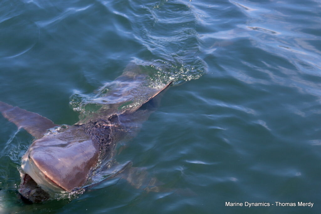 Shark cage diving, South Africa, Gansbaai,