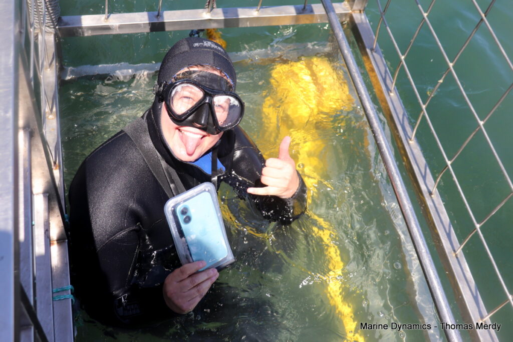 Shark cage diving, South Africa, Gansbaai,