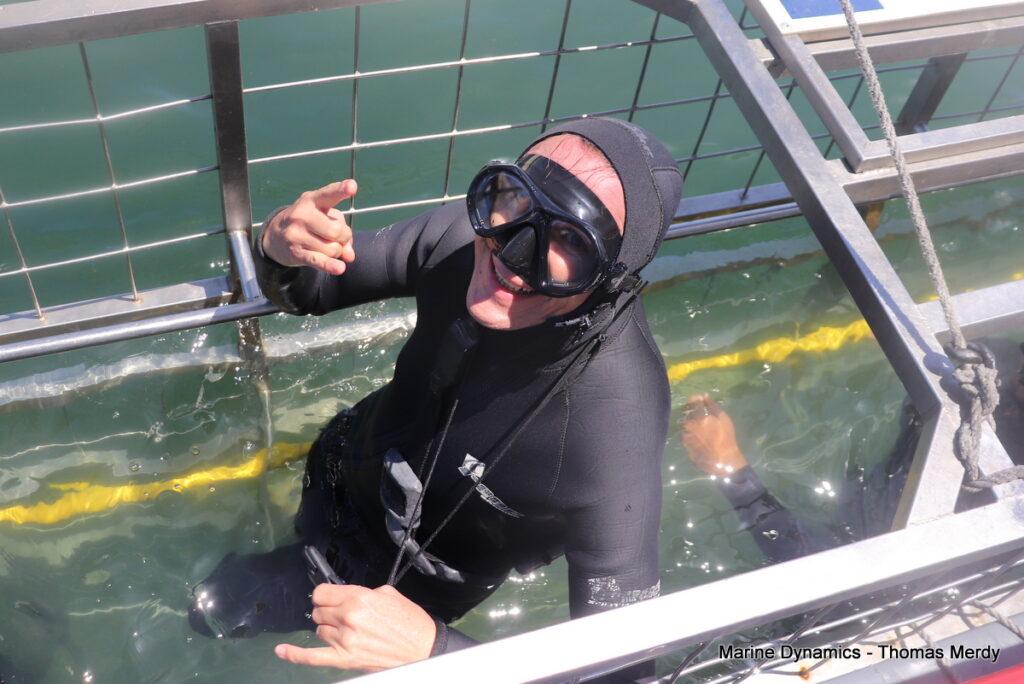 Shark cage diving, South Africa, Gansbaai,