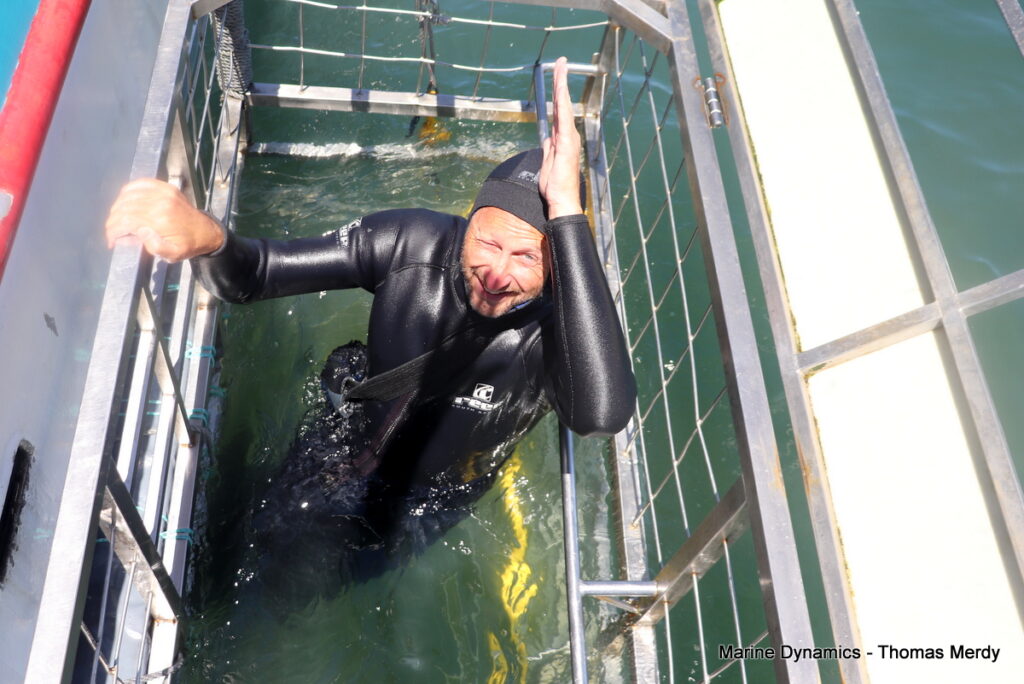 Shark cage diving, South Africa, Gansbaai,