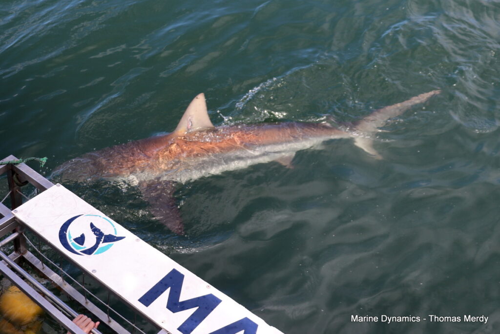 Shark cage diving, South Africa, Gansbaai
