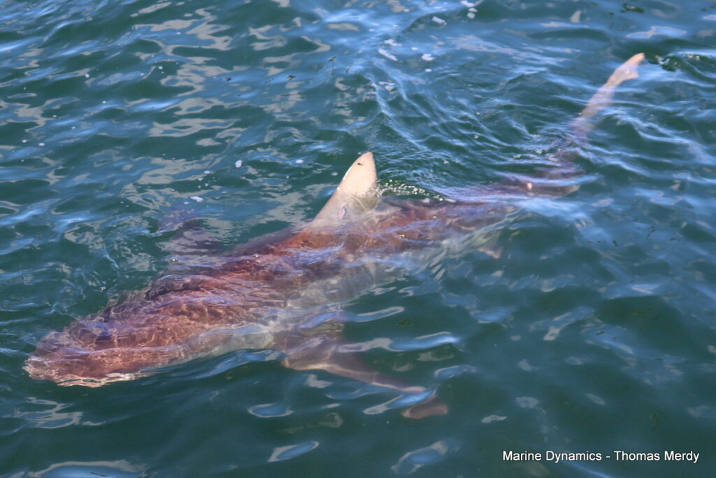 Shark cage diving, South Africa, Gansbaai