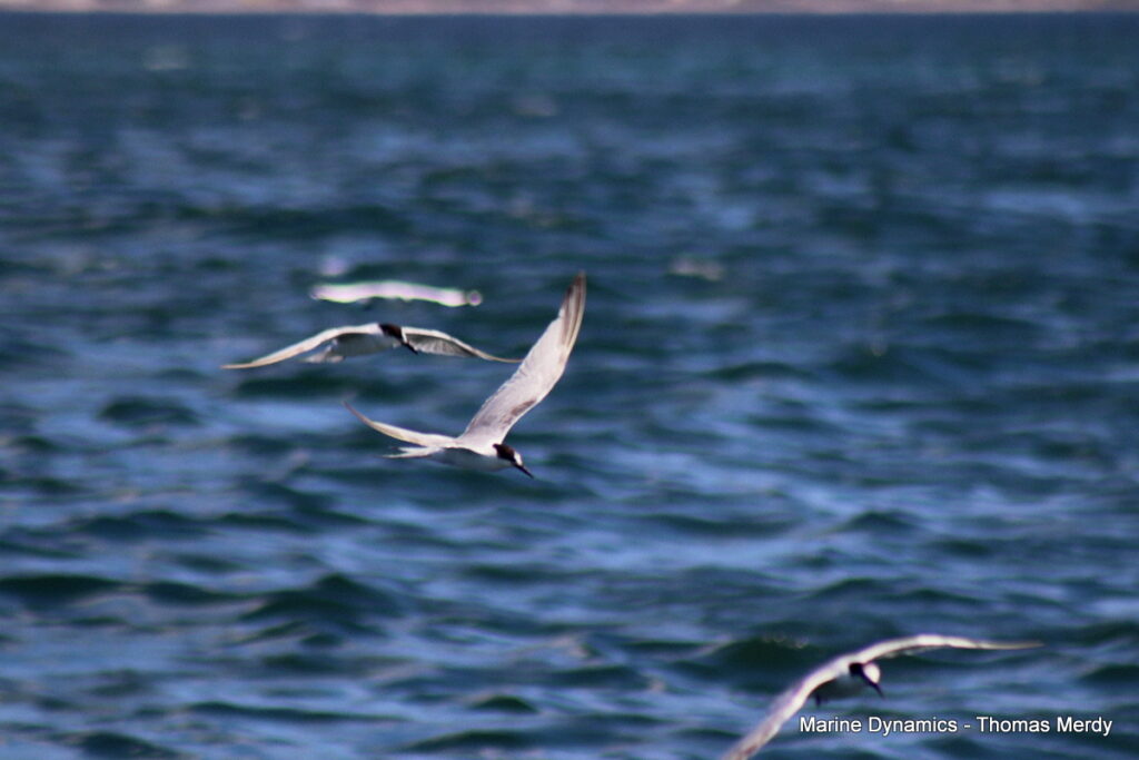 Shark cage diving, South Africa, Gansbaai