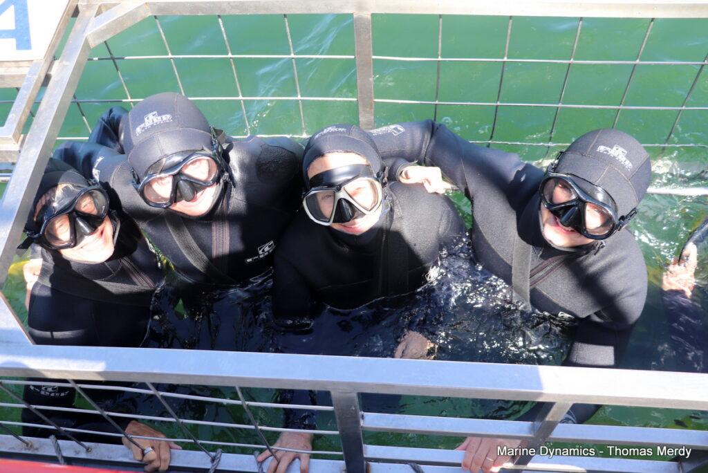 Shark cage diving, South Africa, Gansbaai