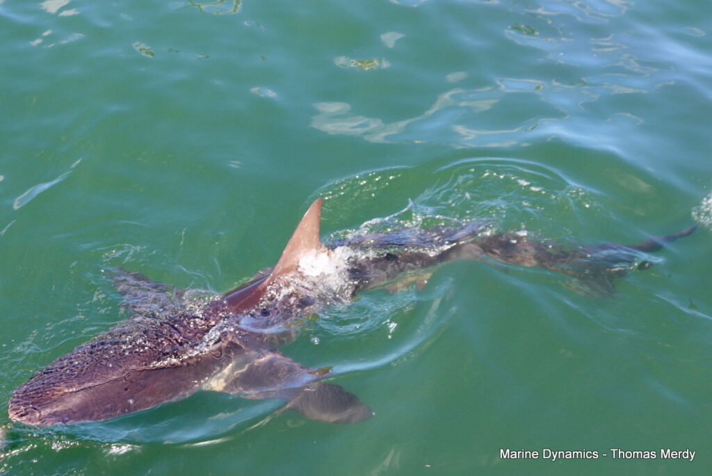 Shark cage diving, South Africa, Gansbaai