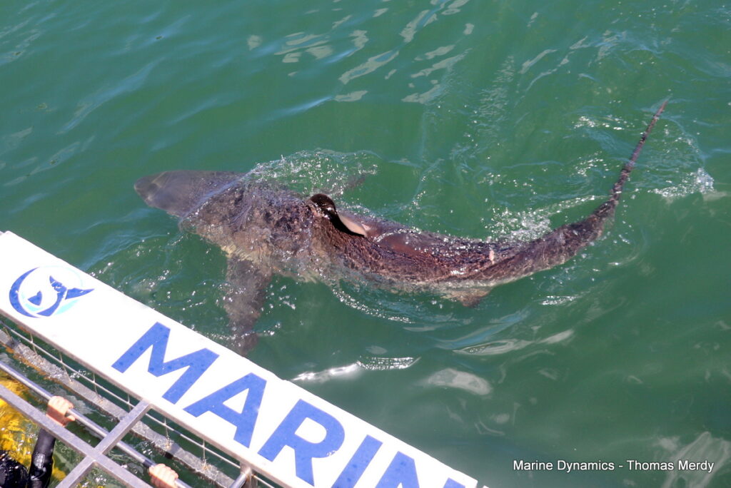Shark cage diving, South Africa, Gansbaai