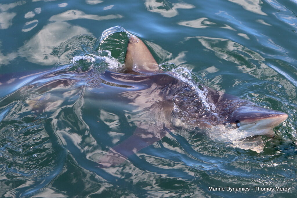 Shark cage diving, South Africa, Gansbaai