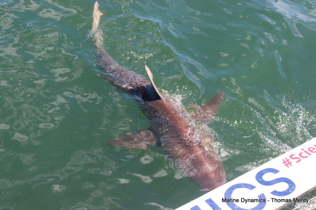 Shark cage diving, South Africa, Gansbaai