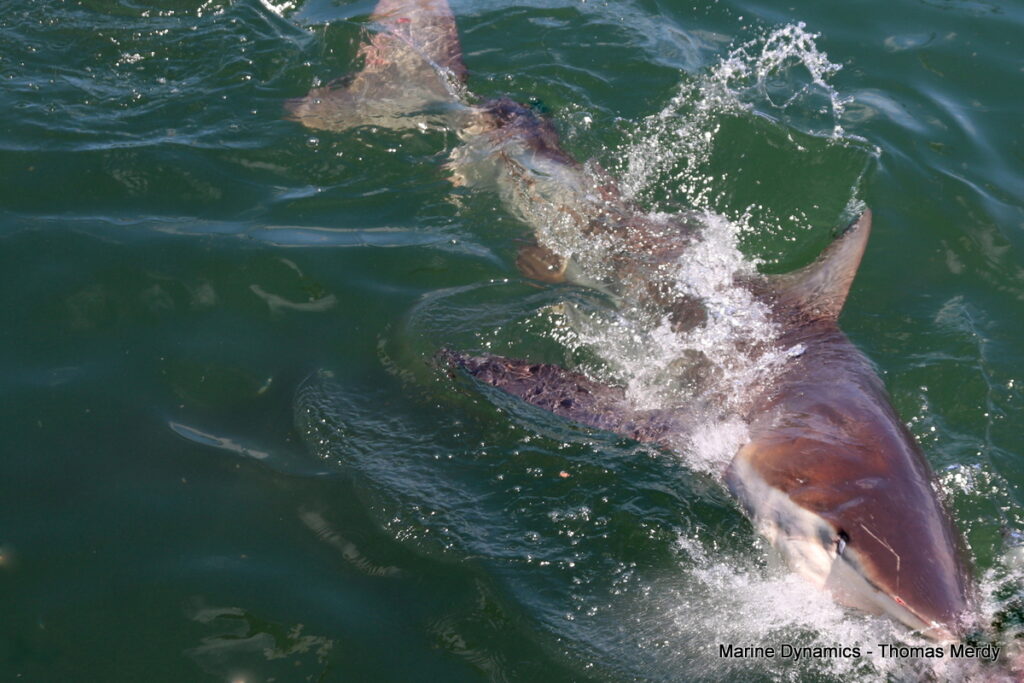 Shark cage diving, South Africa, Gansbaai