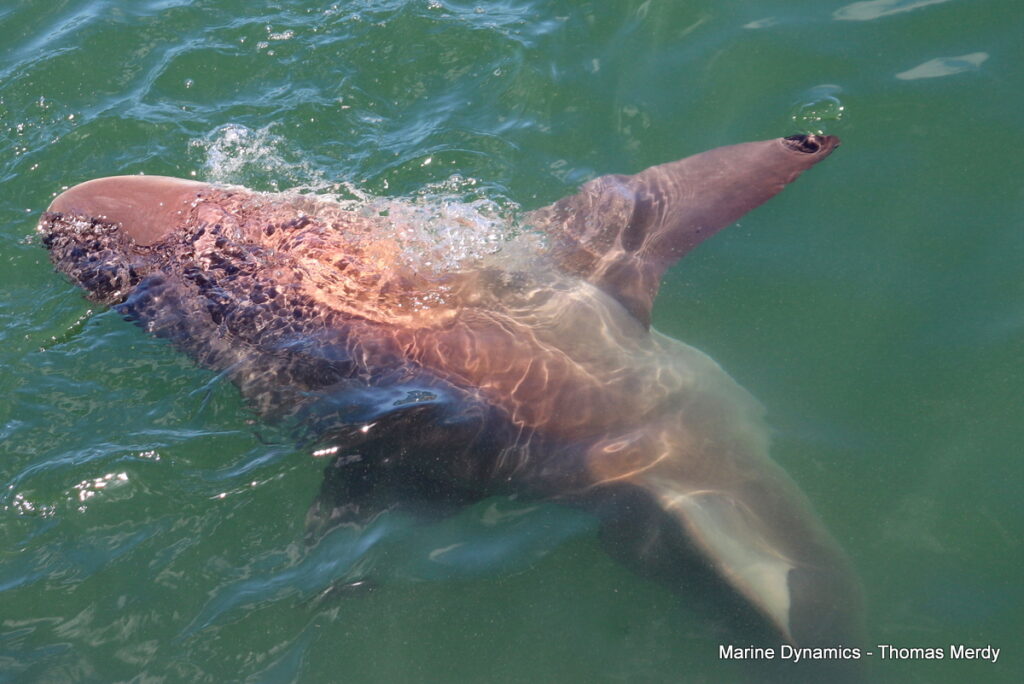 Shark cage diving, South Africa, Gansbaai