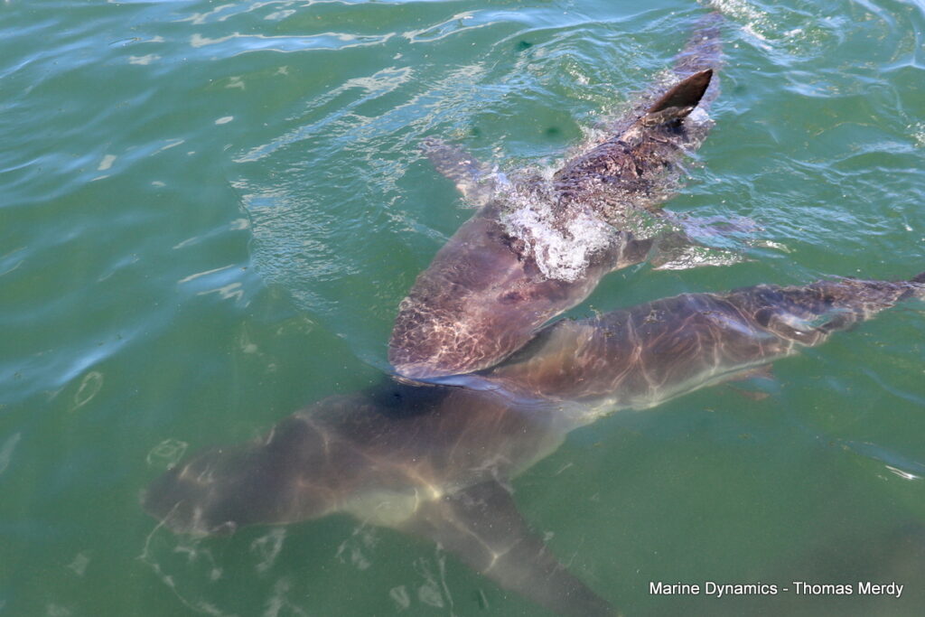 Shark cage diving, South Africa, Gansbaai