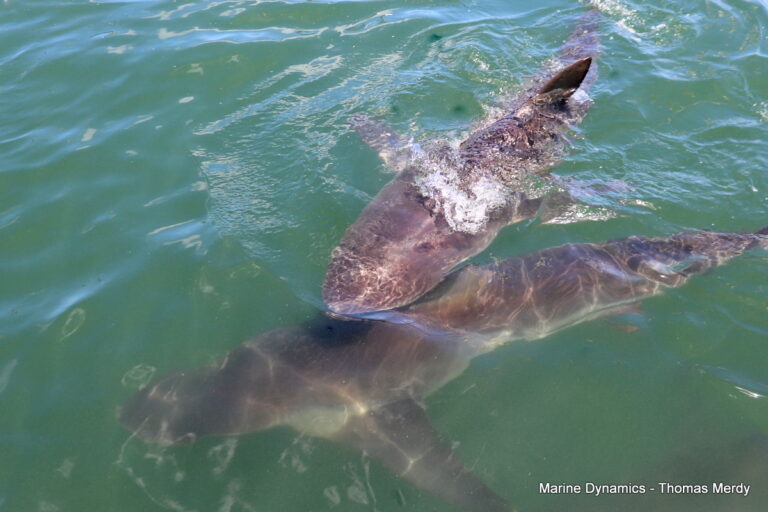 Shark cage diving, South Africa, Gansbaai