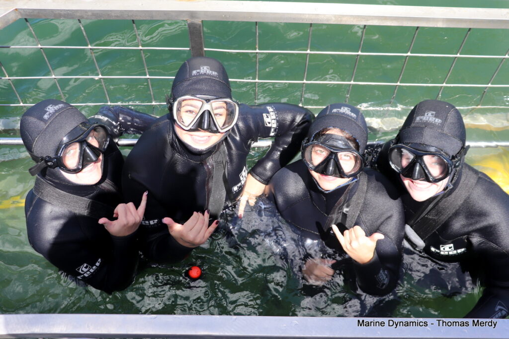 Shark cage diving, South Africa, Gansbaai