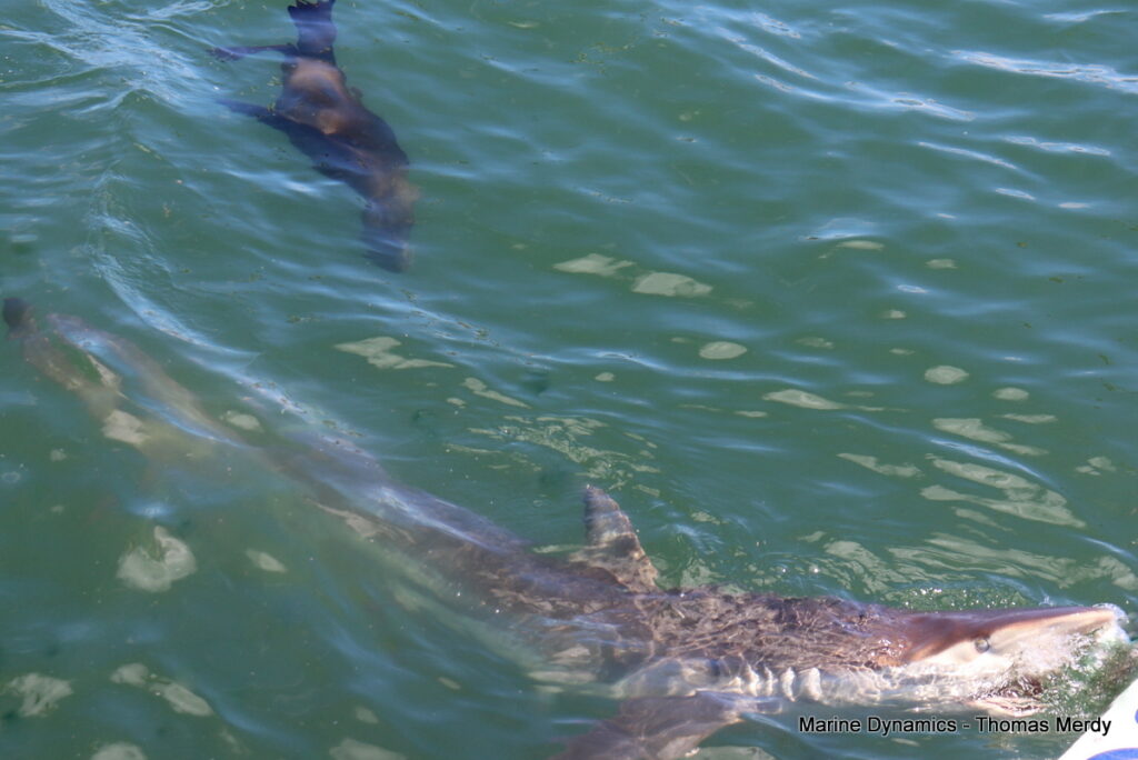 Shark cage diving, South Africa, Gansbaai