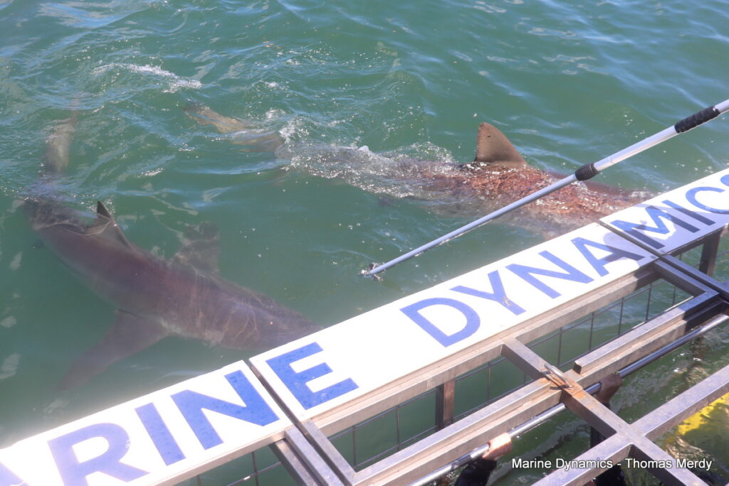 Shark cage diving, South Africa, Gansbaai