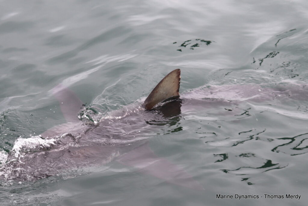Shark cage diving, Gansbaai, South Africa