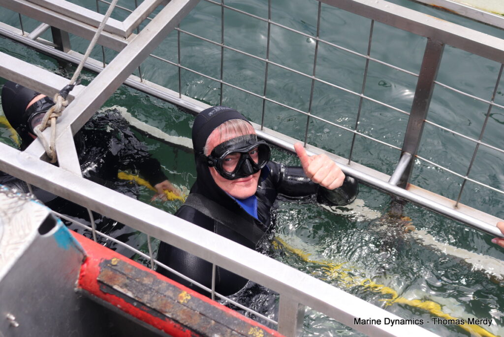 Shark cage diving, Gansbaai, South Africa