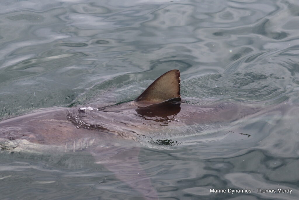 Shark cage diving, Gansbaai, South Africa