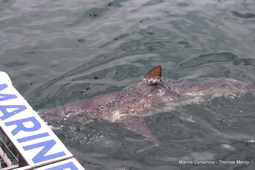 Shark cage diving, Gansbaai, South Africa