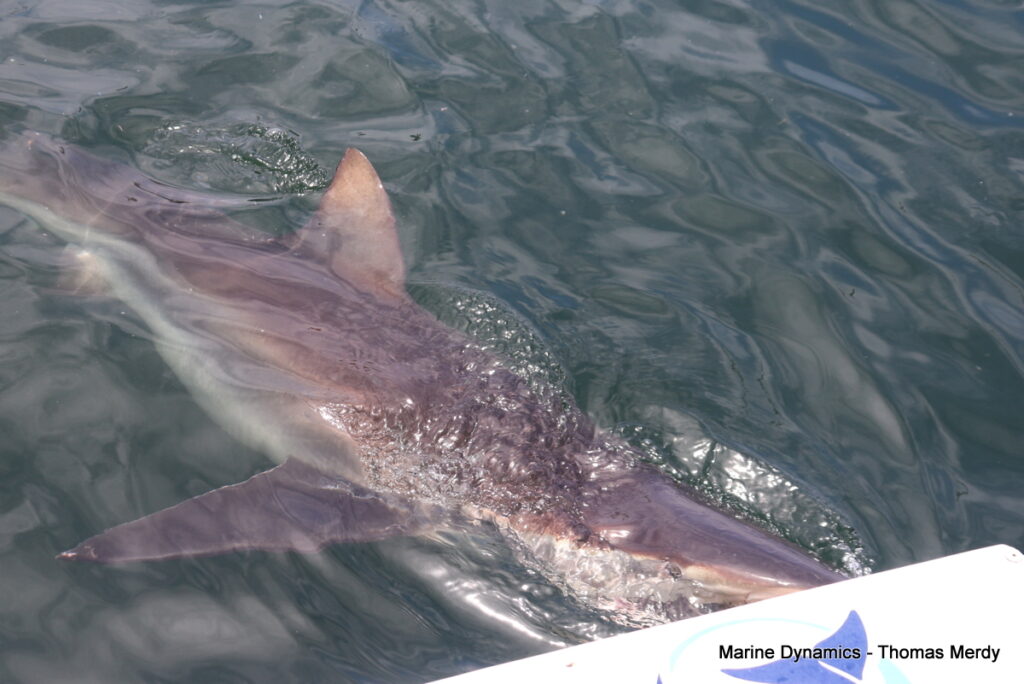 Shark cage diving, Gansbaai, South Africa