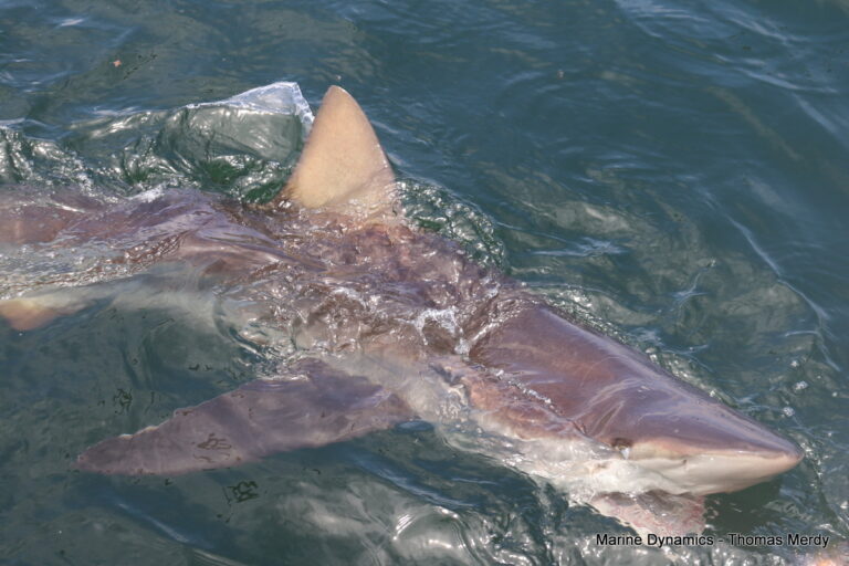 Shark cage diving, Gansbaai, South Africa