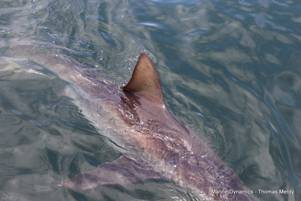Shark cage diving, Gansbaai, South Africa