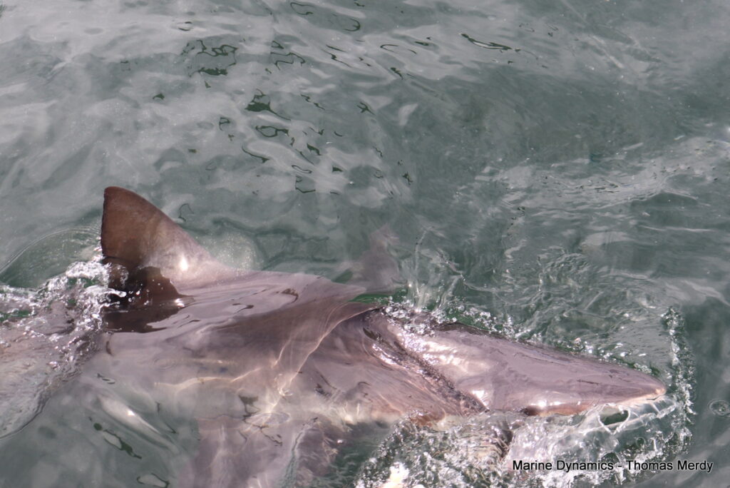 Shark cage diving, Gansbaai, South Africa