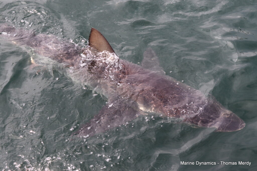 Shark cage diving, Gansbaai, South Africa